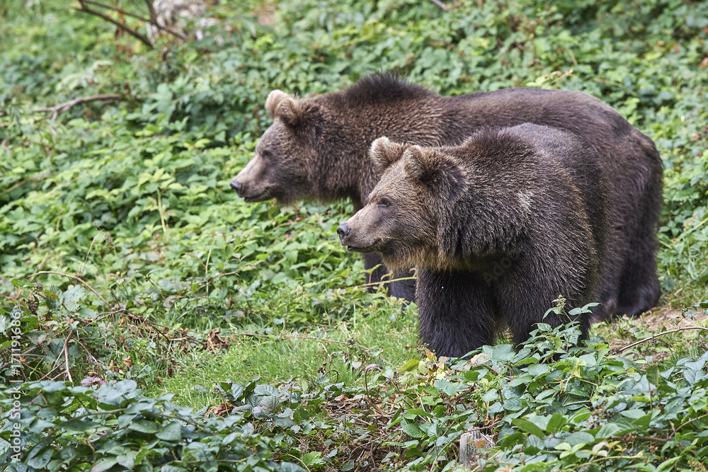 Braunbärenkinder auf Nahrungssuche Braunbärenkinder auf Nahrungssuche