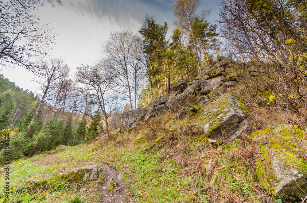 Wild nature in the summer. Forest with trees Wild nature in the summer. Forest with trees