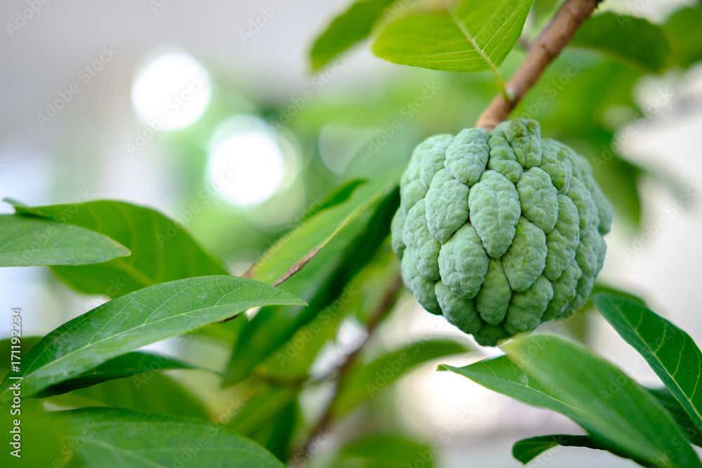 sugar apple sugar apple