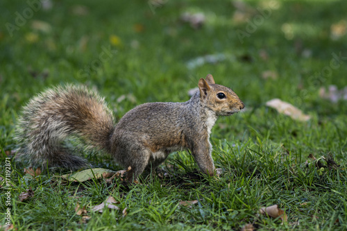 Squirrel of Central Park