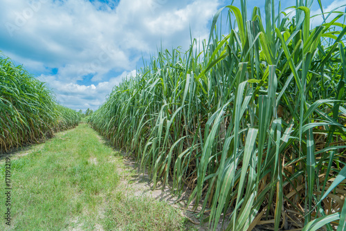 sugar cane in farmland with blue sky