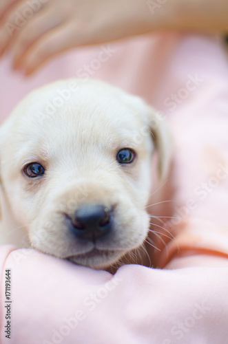 Little labrador puppy on the pink background. Cute white pet
