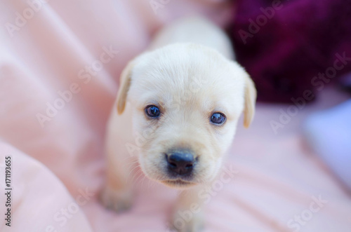 Little labrador puppy on the pink background. Cute white pet