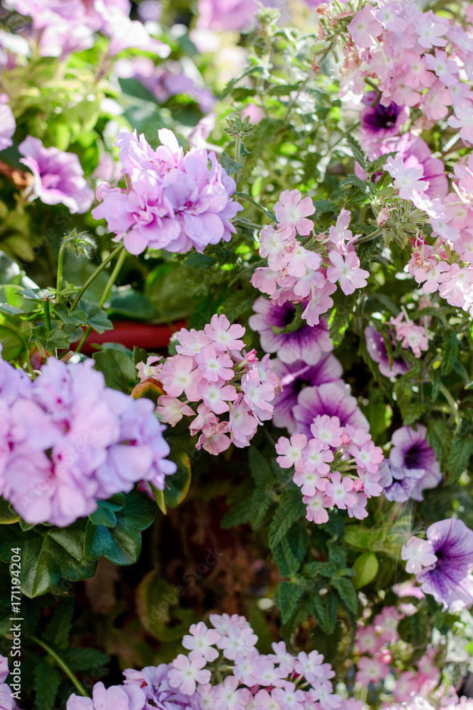 Flowers at flowerbed as landscape design elements.