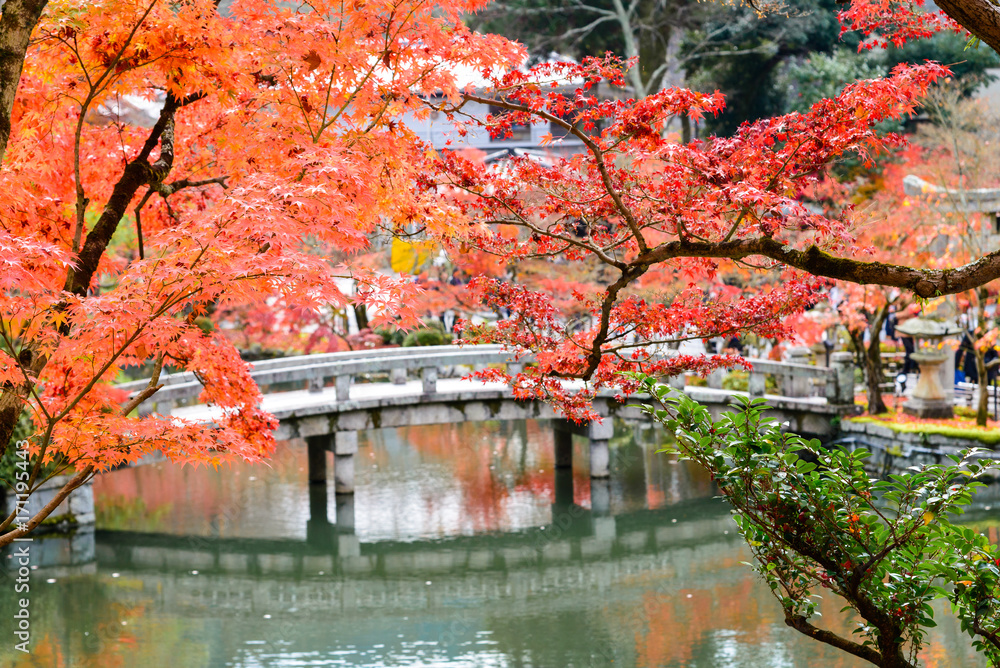 red maple leaves and green blue water in pond in kyoto, Japanese garden,  the beautiful autumn color of Japan
