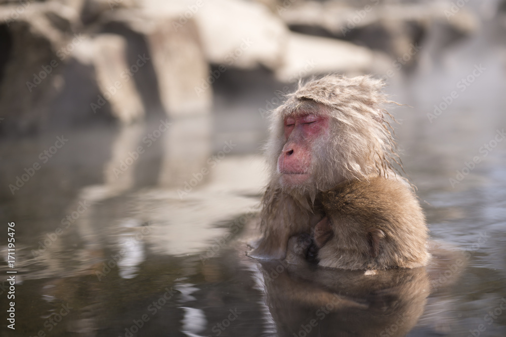 Naklejka premium A wild monkey enter a hot spring, Snow monkey in Nagano, Japan.