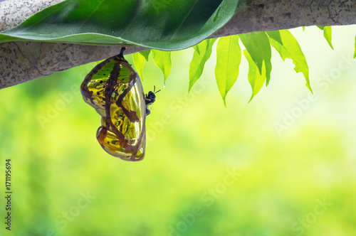 Chrysalis Butterfly photo