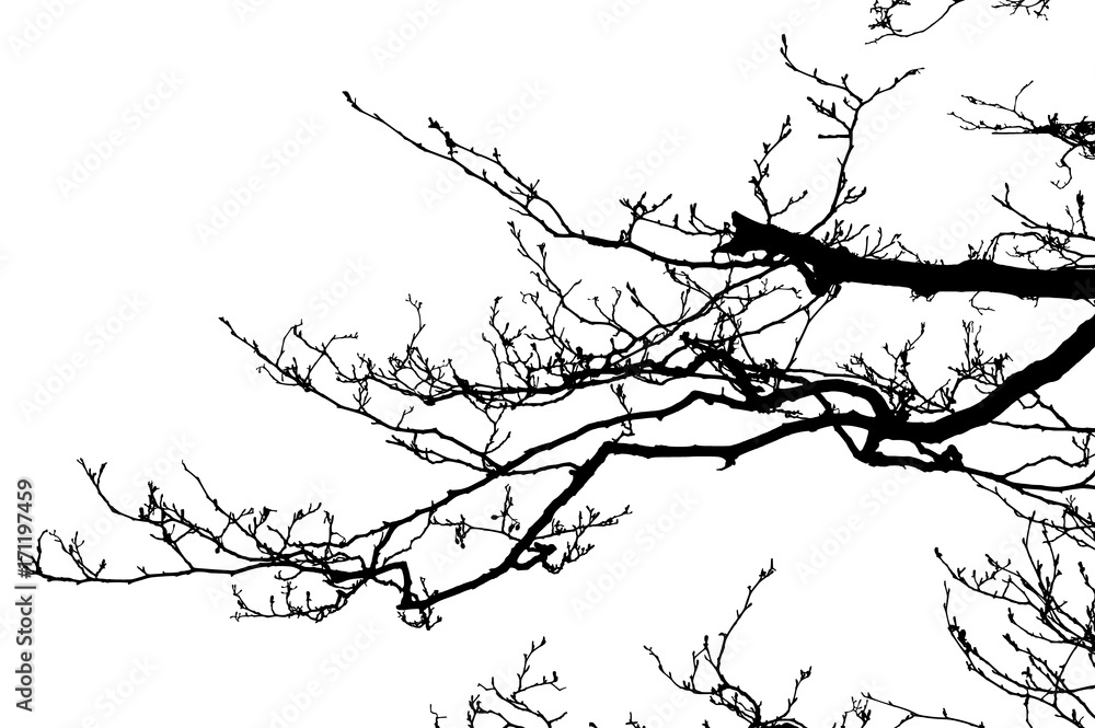 Realistic tree silhouette (Vector illustration).ai10 Realistic tree silhouette (Vector illustration).ai10