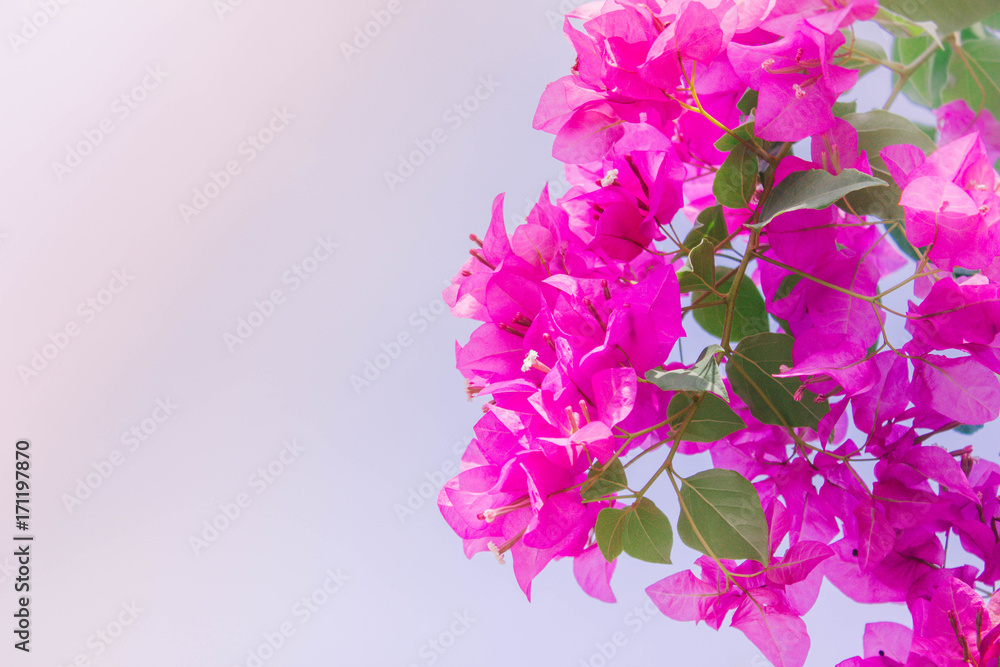 Bougainvillea