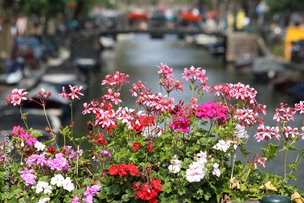 Amsterdam flowers