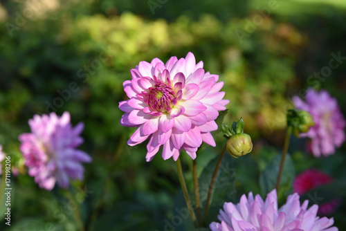 Fototapeta Naklejka Na Ścianę i Meble -  Dahlia rose en été au jardin