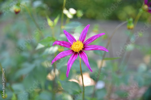 Fototapeta Naklejka Na Ścianę i Meble -  Dahlia étoilé au jardin en été
