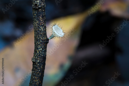 Champagne mushrooms in the rainforest photo