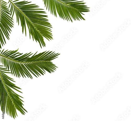 Tropical leaf palm tree Cycas revoluta (Sotetsu, sago palm, king sago, sago cycad, Japanese sago palm) on a white background. Top view, flat lay.