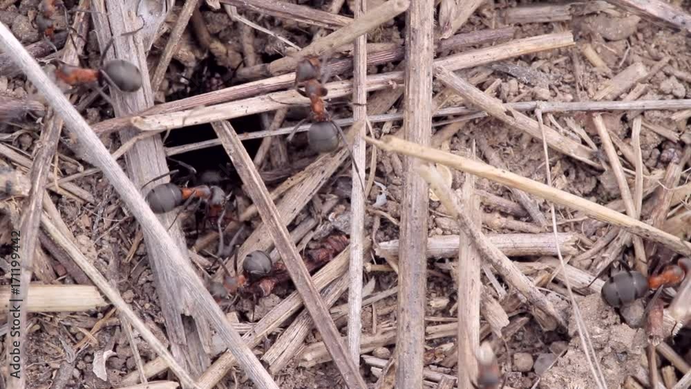 working ants, and ants are the guards at the entrance an anthill closeup