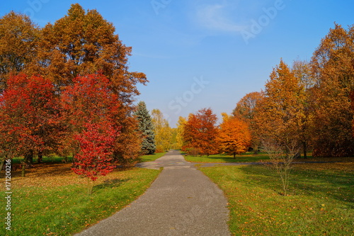Beautiful autumn landscape - great autumn trees - autumn alley 