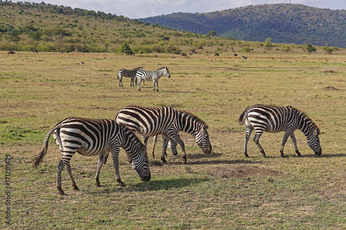 Zebra in Africa