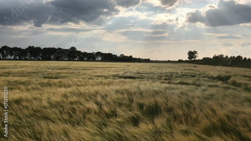 Sunset on a Barley agrigulture field photo