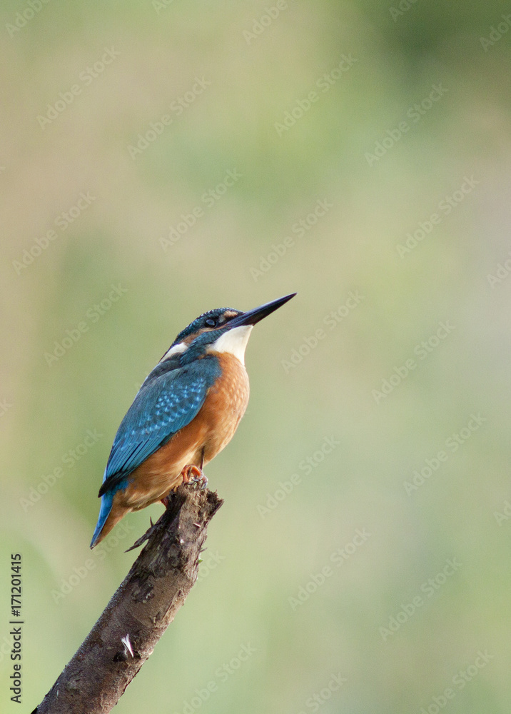 Obraz premium European Kingfisher