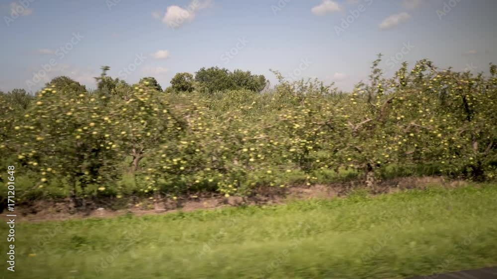 Moving past rows and rows of apple trees full of fruit in a rural orchard. Moving past rows and rows of apple trees full of fruit in a rural orchard.