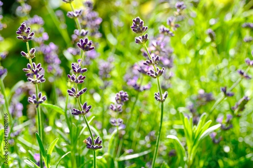 Grußkarte - Lavendel