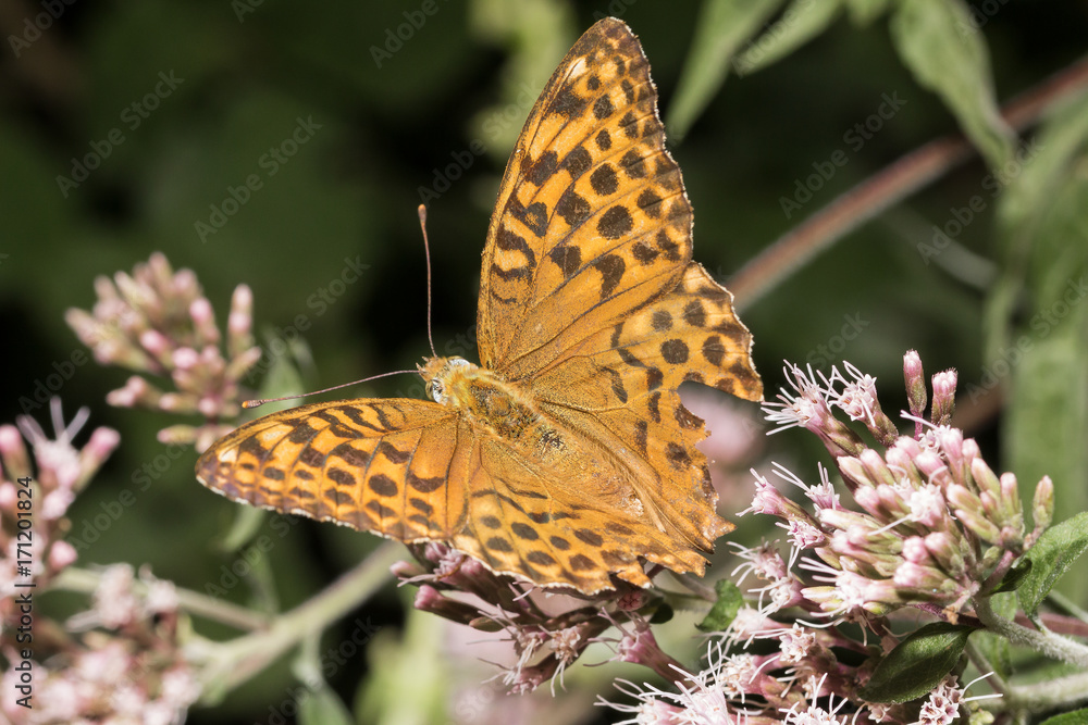 Obraz premium Argynnis