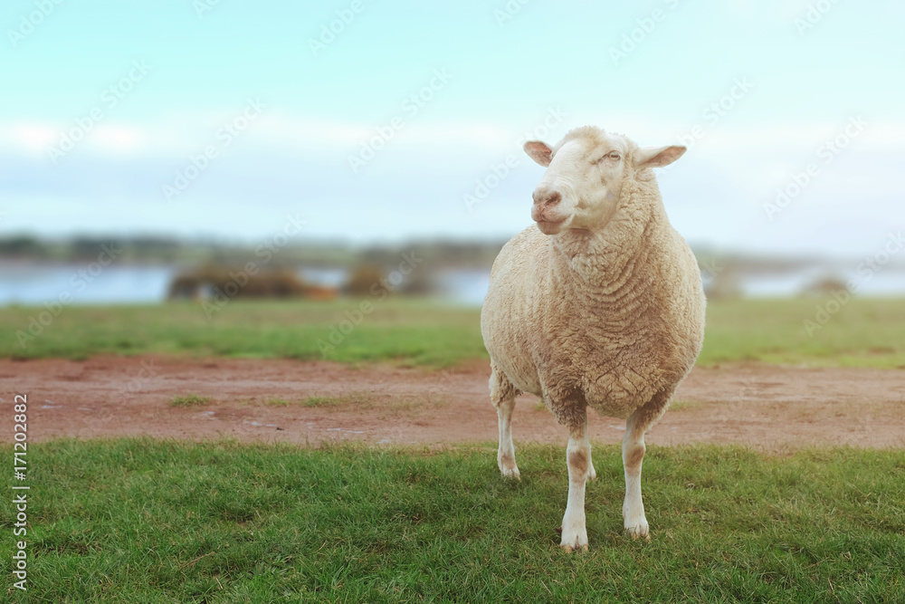 Fototapeta premium White sheep standing on green grass in farm land at Phillip Island. Australia