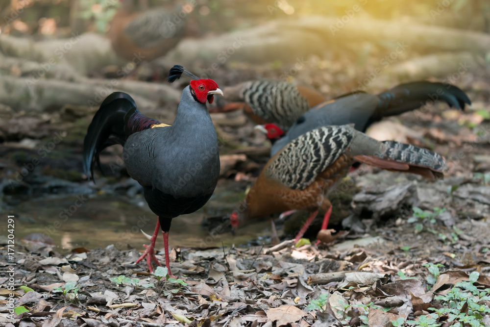 Attractive pheasants ,male with black crest feather,female in brown drinking water.
Bird watching and photography is a good hobby to implant our forest conservation. Attractive pheasants ,male with black crest feather,female in brown drinking water.
Bird watching and photography is a good hobby to implant our forest conservation.