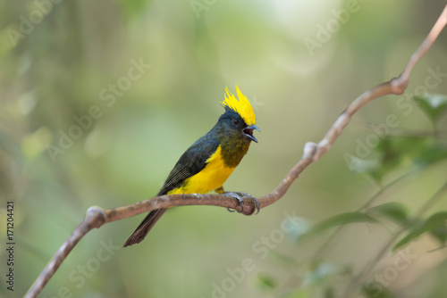 Yellow crested bird perching on vine opening mouth,natural blurred background. Bird watching and photography is a good hobby to implant our forest conservation.