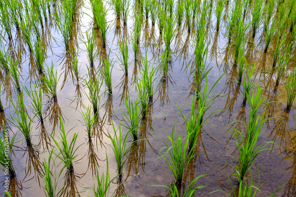 Fototapeta premium Fresh green rice growing in Thailand. Thai Agriculture.