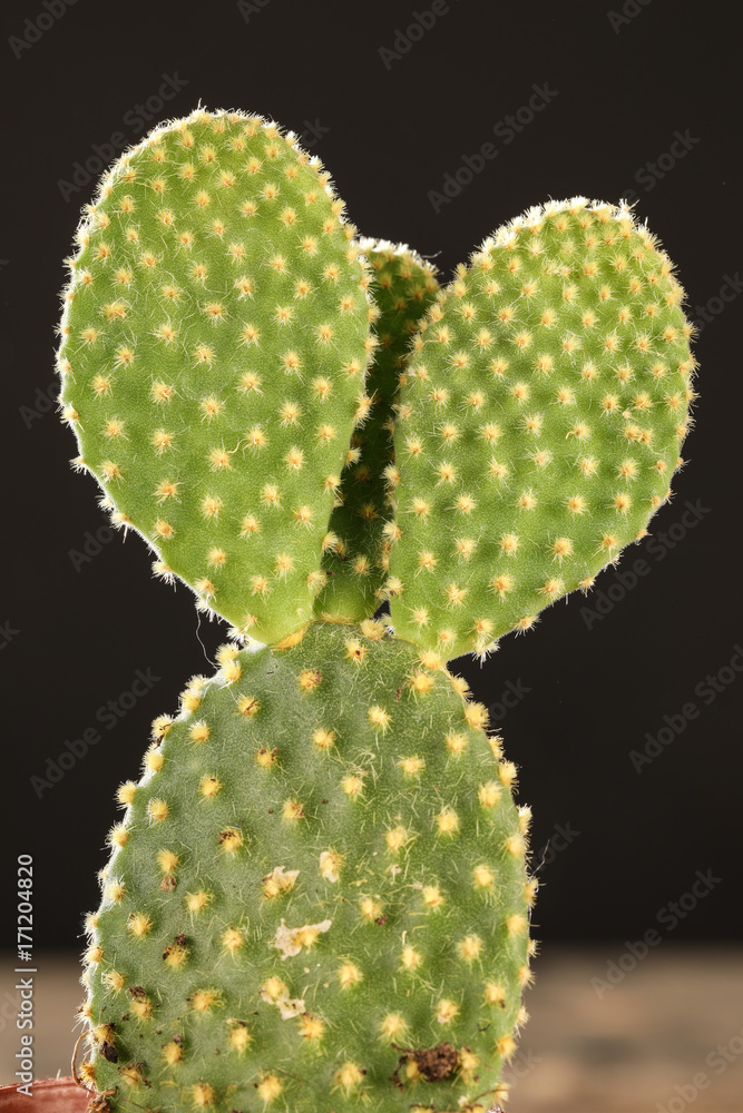 cactus cactus