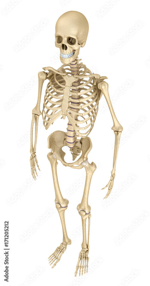 Human skeleton isolated , Medically accurate 3d illustration .