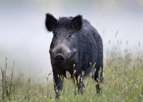 Billede på lærred Wild boar in fog