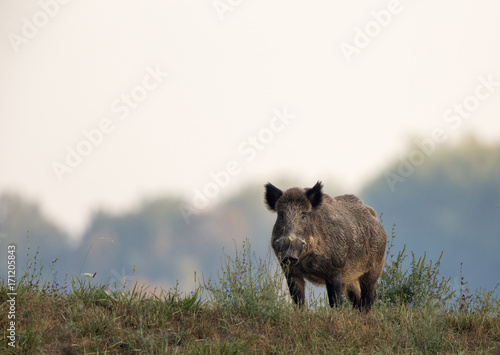 Canvas Print Wild boar on meadow