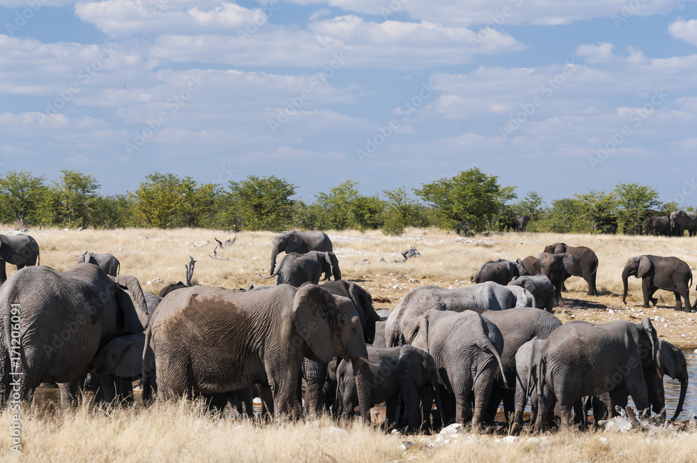 Herd of African elephants /Group of African elephants at a waterhole in Etosha National Park. Herd of African elephants /Group of African elephants at a waterhole in Etosha National Park.