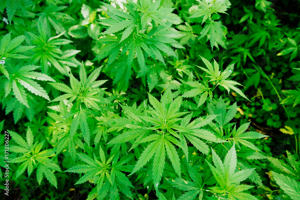 Wild agricultural hemp grows in the countryside Wild agricultural hemp grows in the countryside
