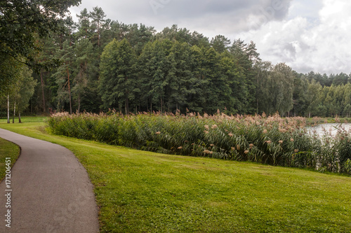 a forest park with large trees