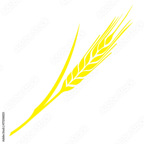 Vector image of a mature spikelet of wheat