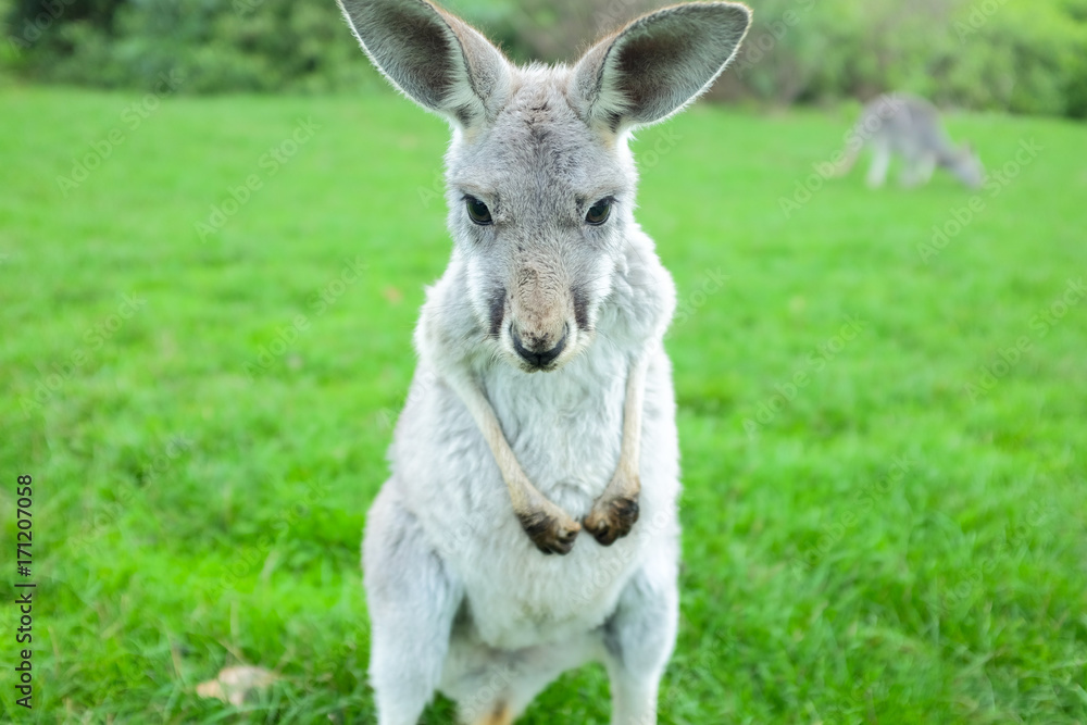 Little white kangaroo stand on green fields, close up