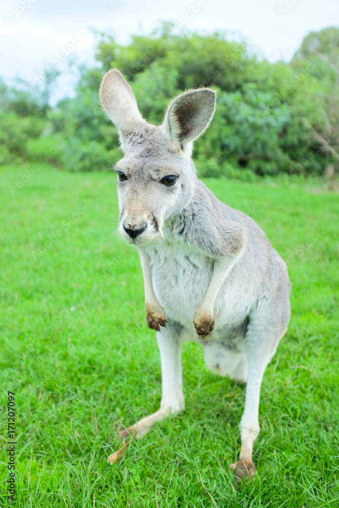 Little white kangaroo stand on green fields, close up Little white kangaroo stand on green fields, close up