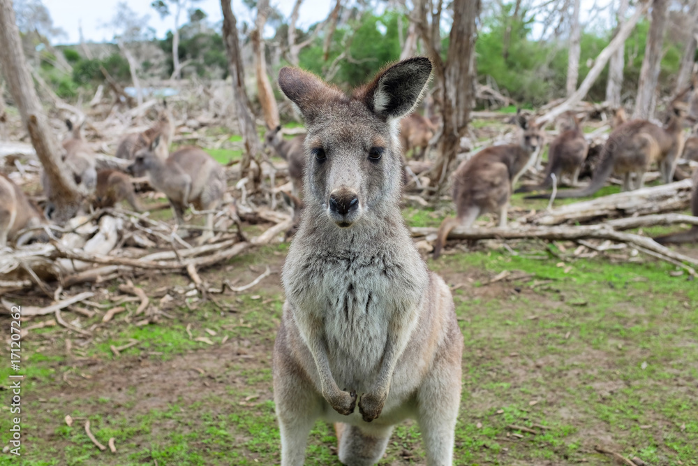 Little kangaroo stand among their family in wildlife park Little kangaroo stand among their family in wildlife park