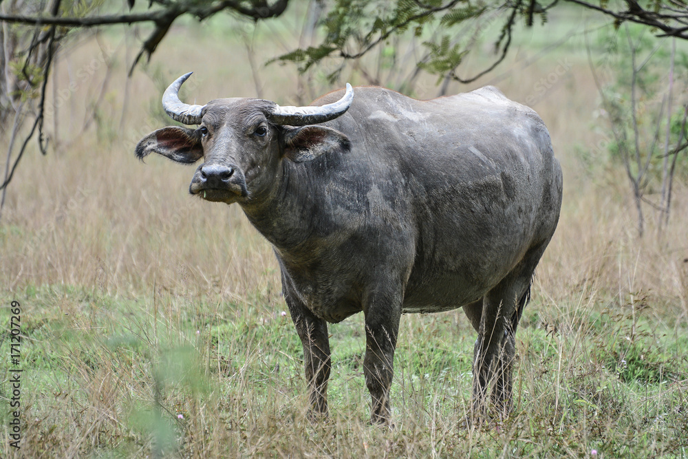 Buffalo herds in the fields in the morning. Buffalo herds in the fields in the morning.