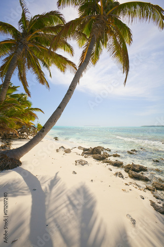 palm trees on the Cocos Keeling Atoll, Indian Ocean