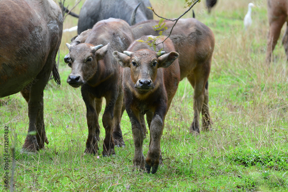Buffalo herds in the fields in the morning.