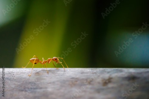 Ants walk on branches