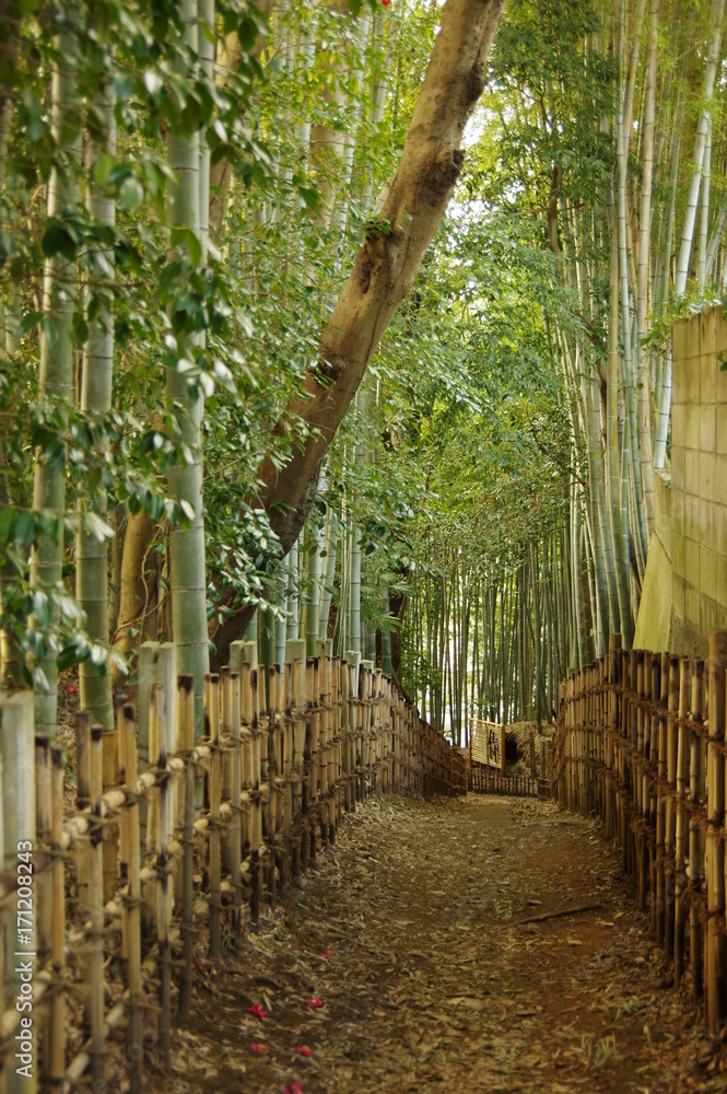 竹道 Stock 写真 | Adobe Stock