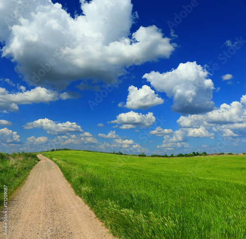 green wheat field