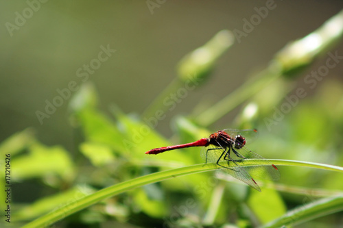 libellule rouge