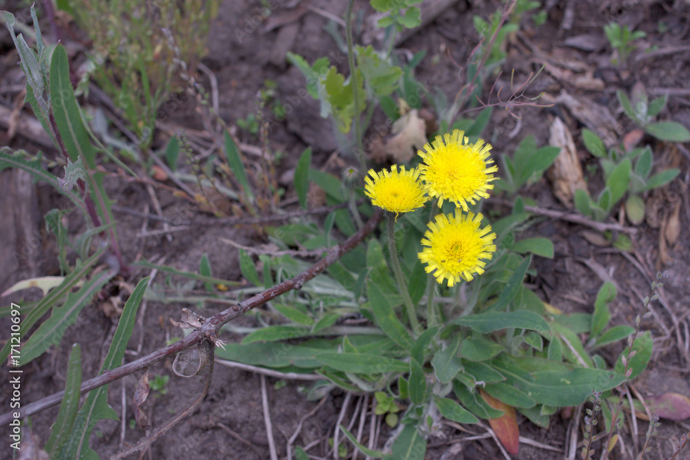 Hieracium pilosella. Yellow forest flower with long stem and hairy leaves, grows at the base of the plant Hieracium pilosella. Yellow forest flower with long stem and hairy leaves, grows at the base of the plant
