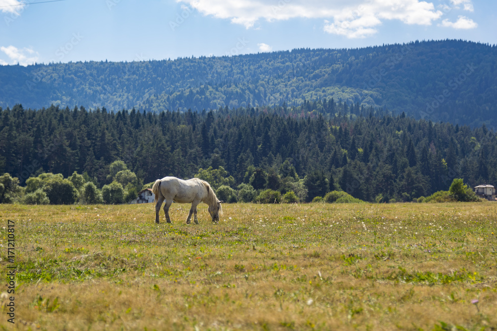 Fototapeta premium White horse